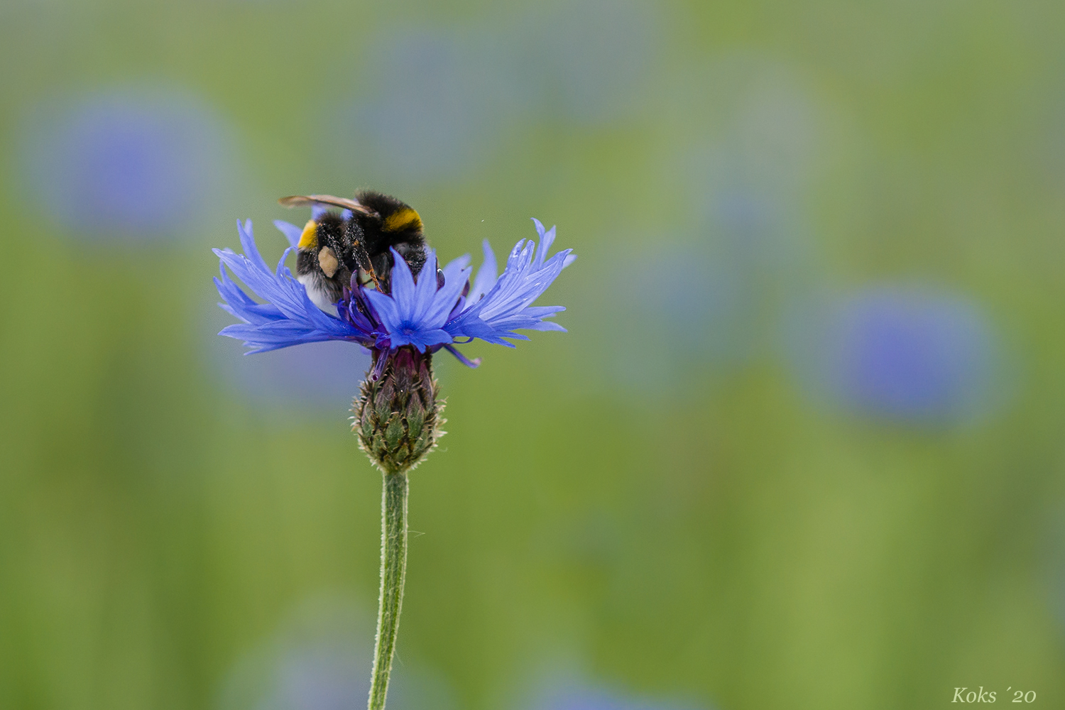 und es war Sommer