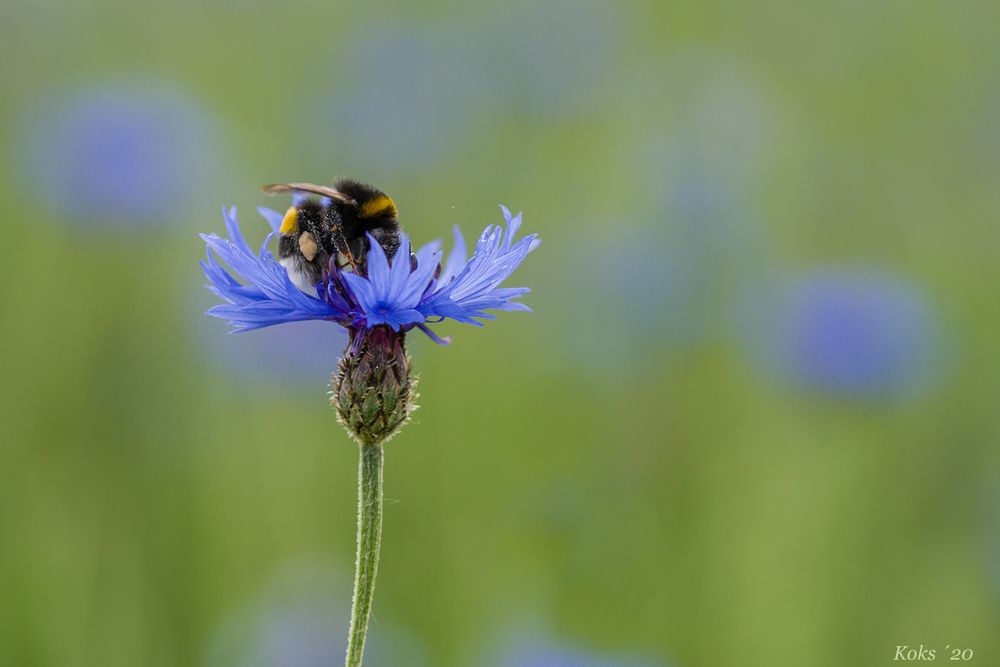 und es war Sommer