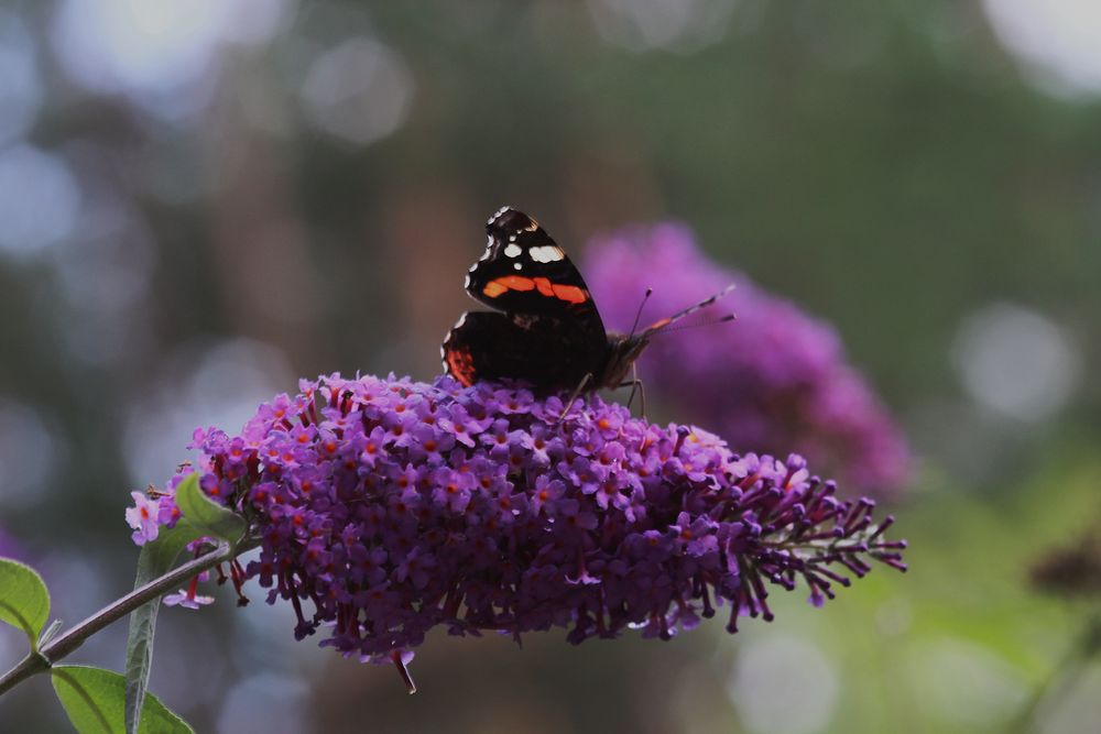 und es war Sommer