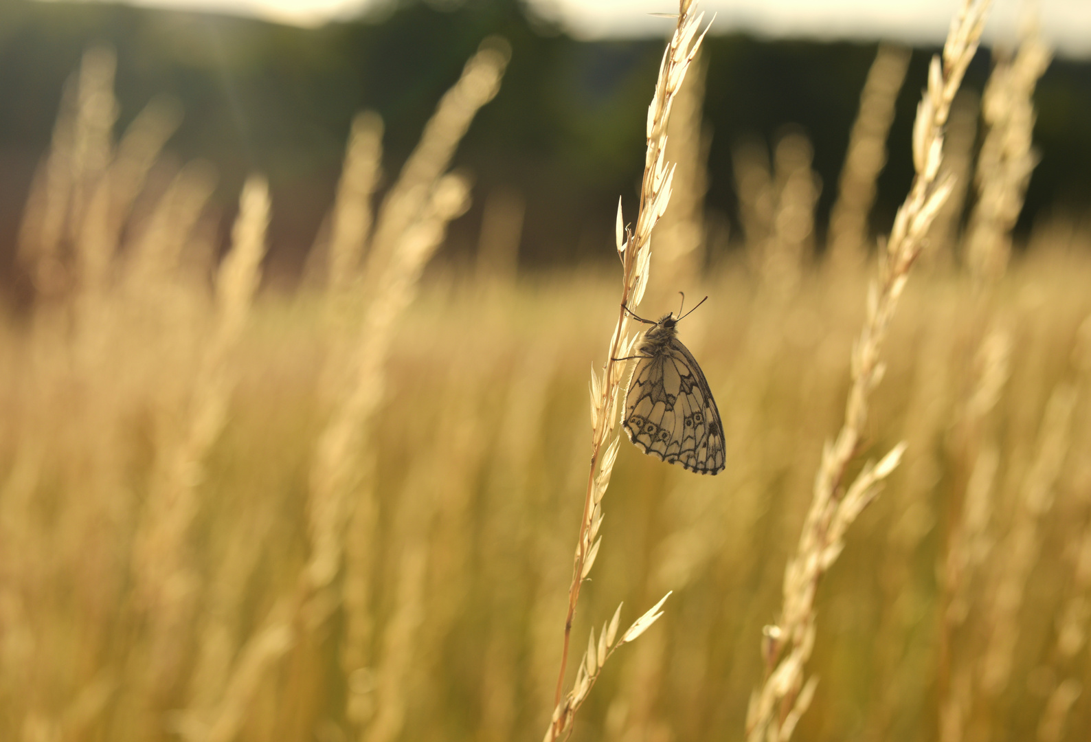 ~ und es war Sommer ~