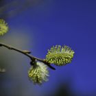 und es wird doch Frühling