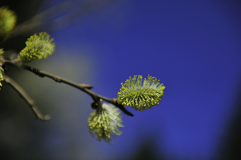 und es wird doch Frühling