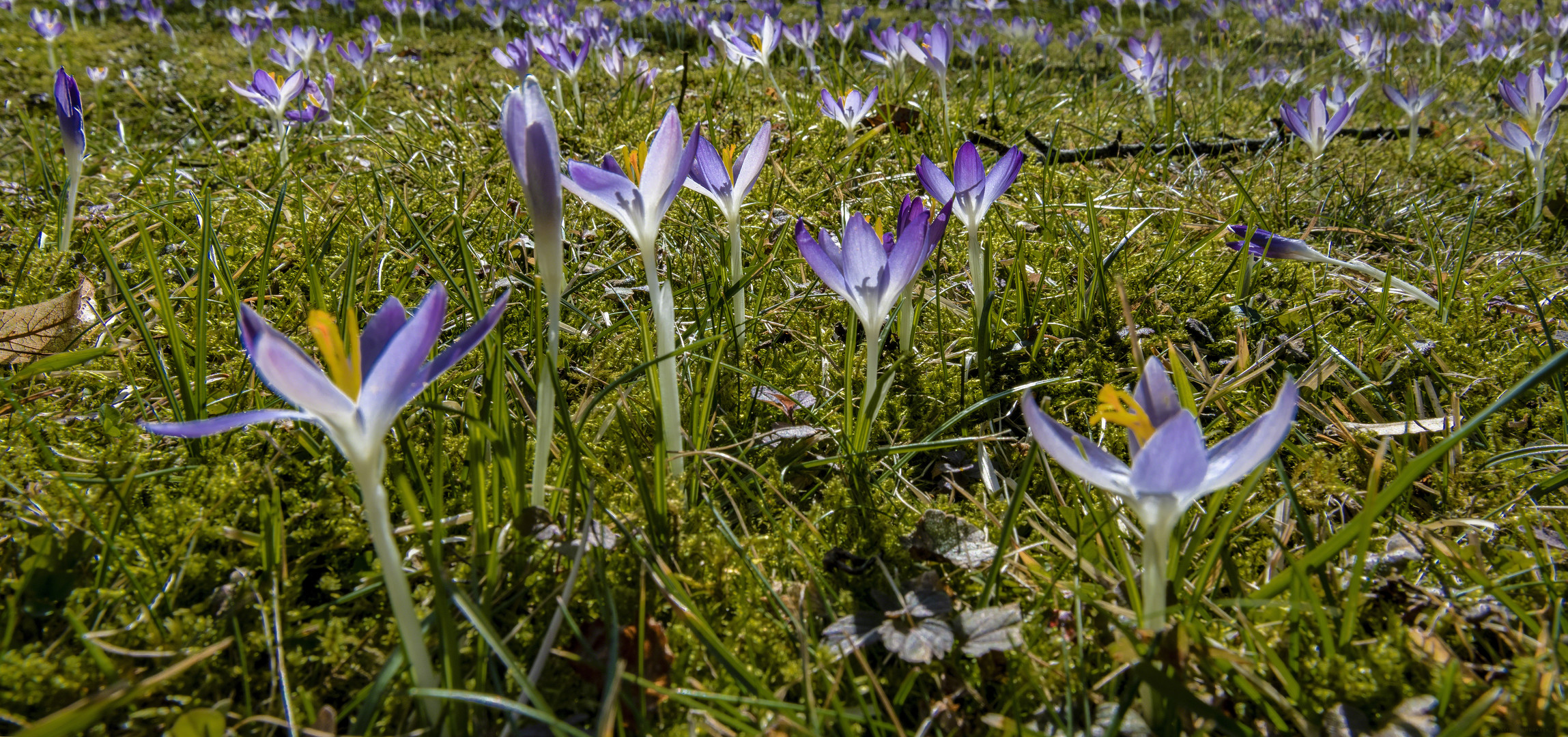 Und es wird doch Frühling.....