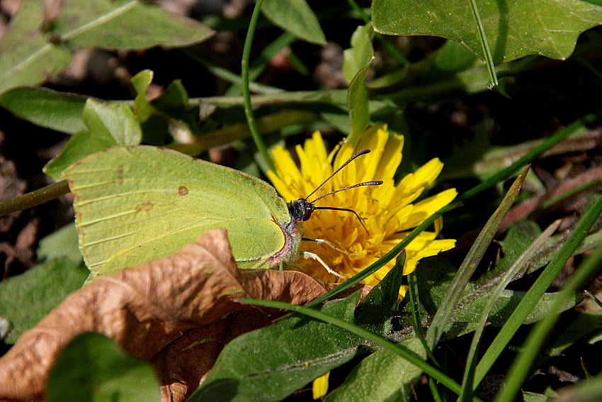 Und es wird endlich Sommer .  .  .