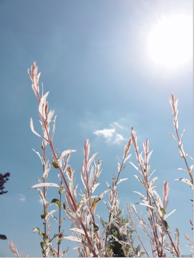 -und es wird Sommer-