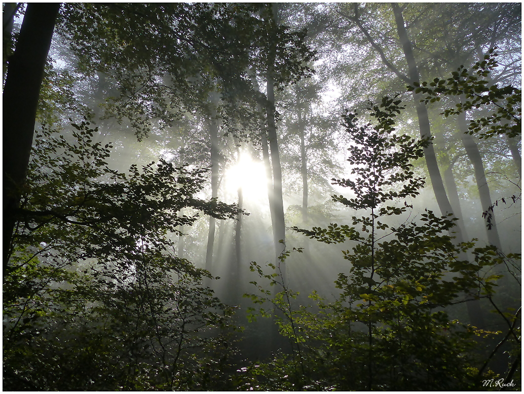 Und es wurde Licht im Wald ,