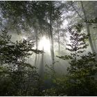 Und es wurde Licht im Wald ,