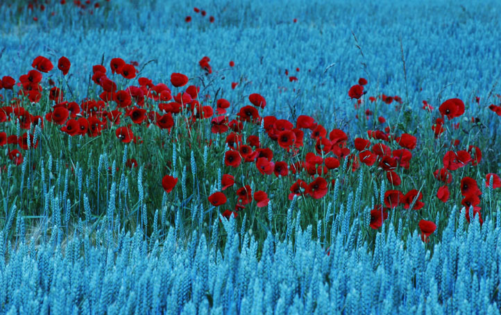 und ewig blüht der Mohn