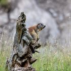 Und ewig grüßt das Murmeltier