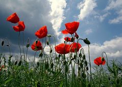 Und ewig grüßt der Mohn V