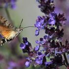 ...und ewig locken die Blüten