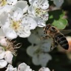 Und ewig lockt die Blüte