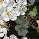 Und ewig lockt die Blüte