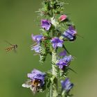 Und ewig lockt die Blüte