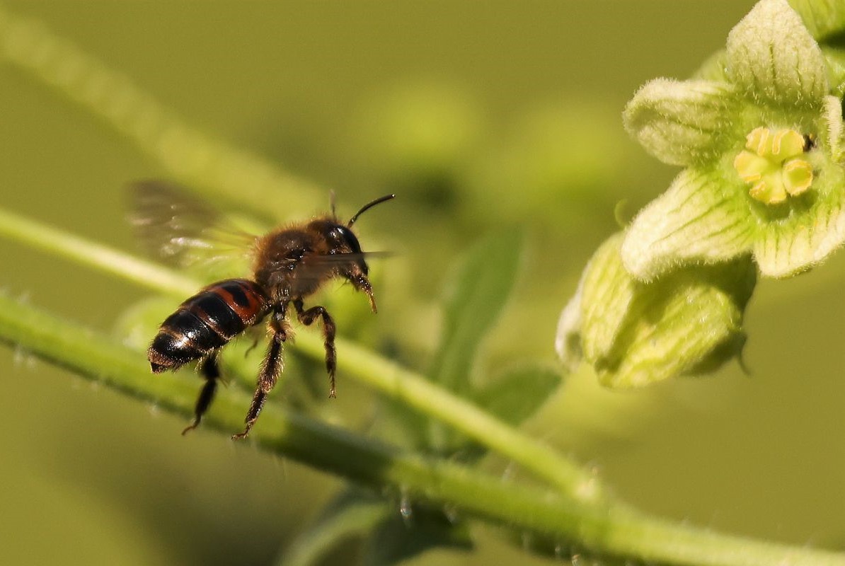 Und ewig lockt die Blüte