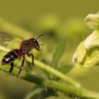 Und ewig lockt die Blüte