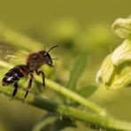 Und ewig lockt die Blüte