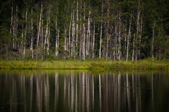 Und ewig singen die Wälder