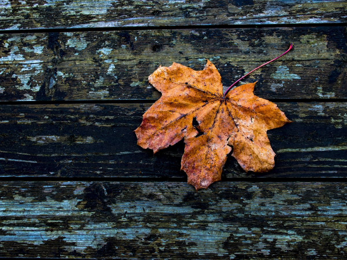 Und fahr ich ohne Wiederkehr, singt mir im Herbst ein Amen.