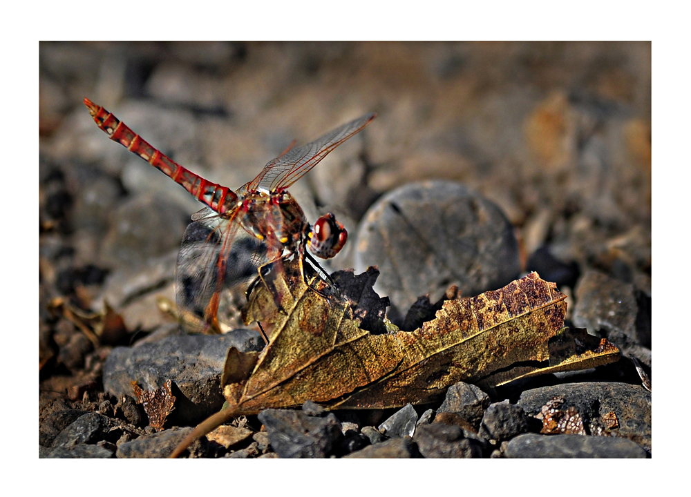 ...und Fauna am Wegesrand