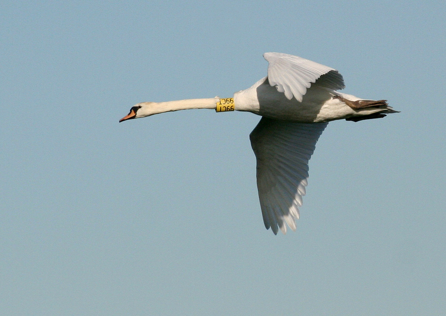 ...und fliegen kann man auch damit