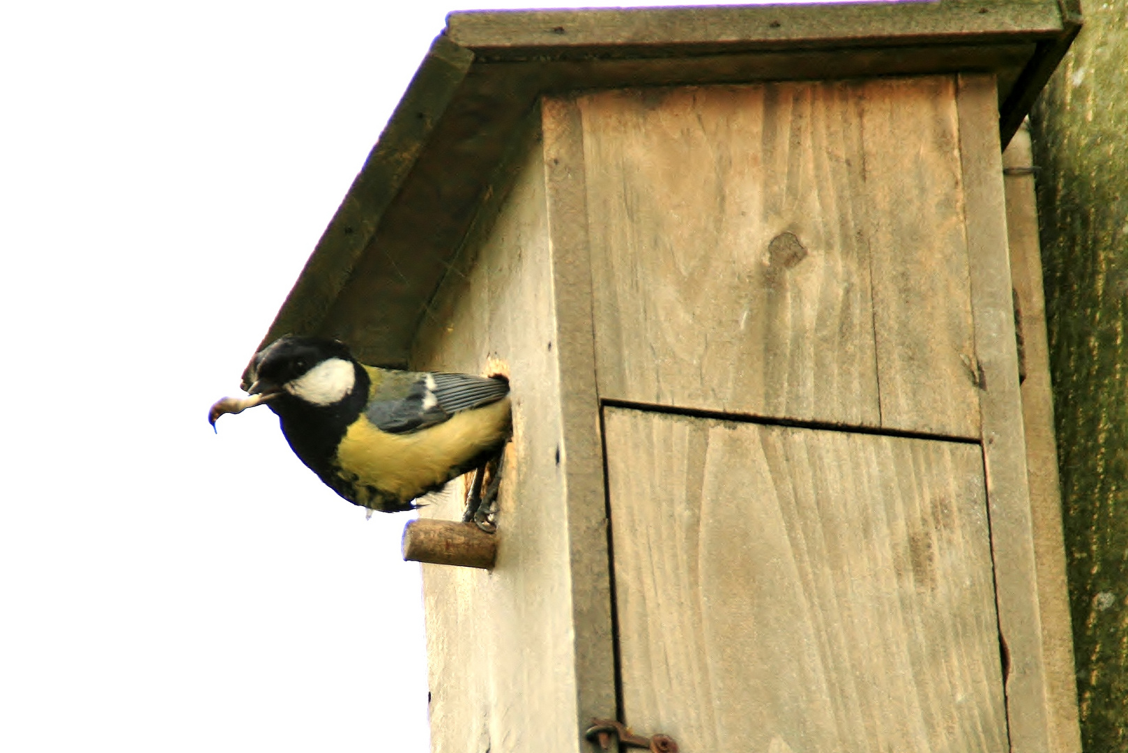 -und fliegt wieder weg mit Futter