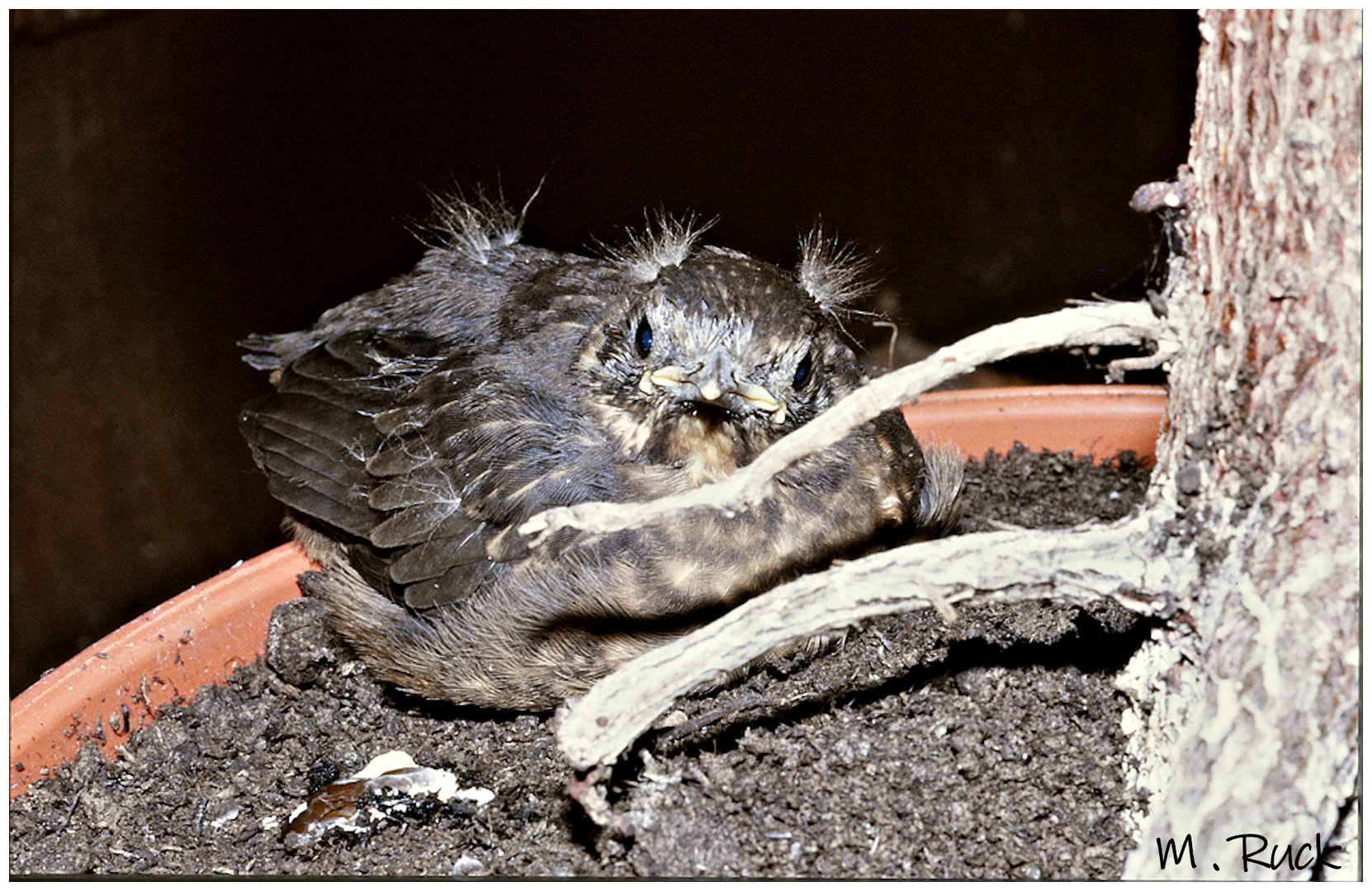 Und ganz schnell verlassen sie ihr Nest Foto &amp; Bild | tiere, wildlife ...