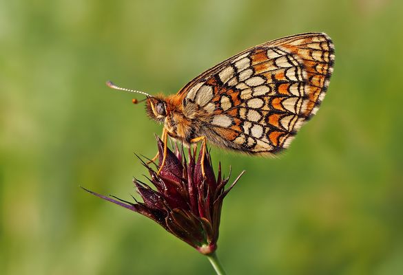 Und gleich noch einer - Scheckenfalter