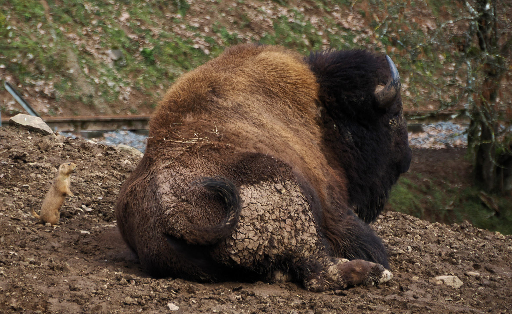 Und gleich schubse ich den …