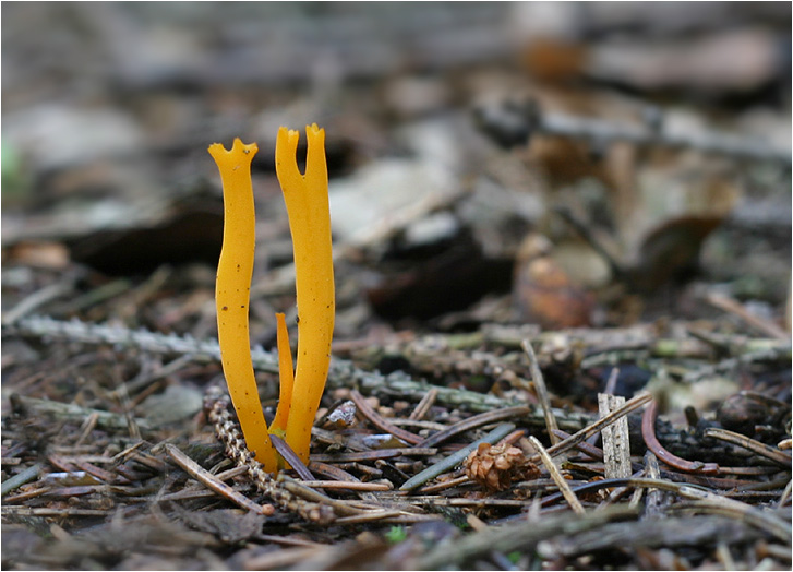 Und grün des Lebens goldner Baum