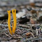 Und grün des Lebens goldner Baum