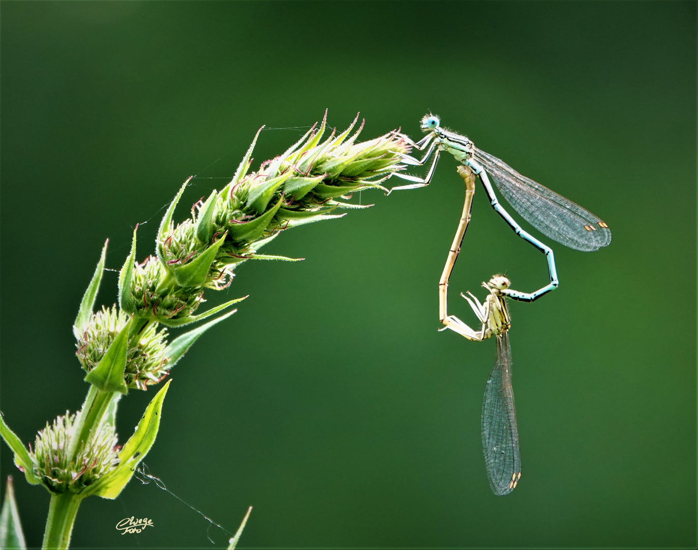 Und herzlich grüßt das Azurjungfernpaar