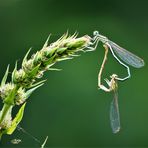 Und herzlich grüßt das Azurjungfernpaar