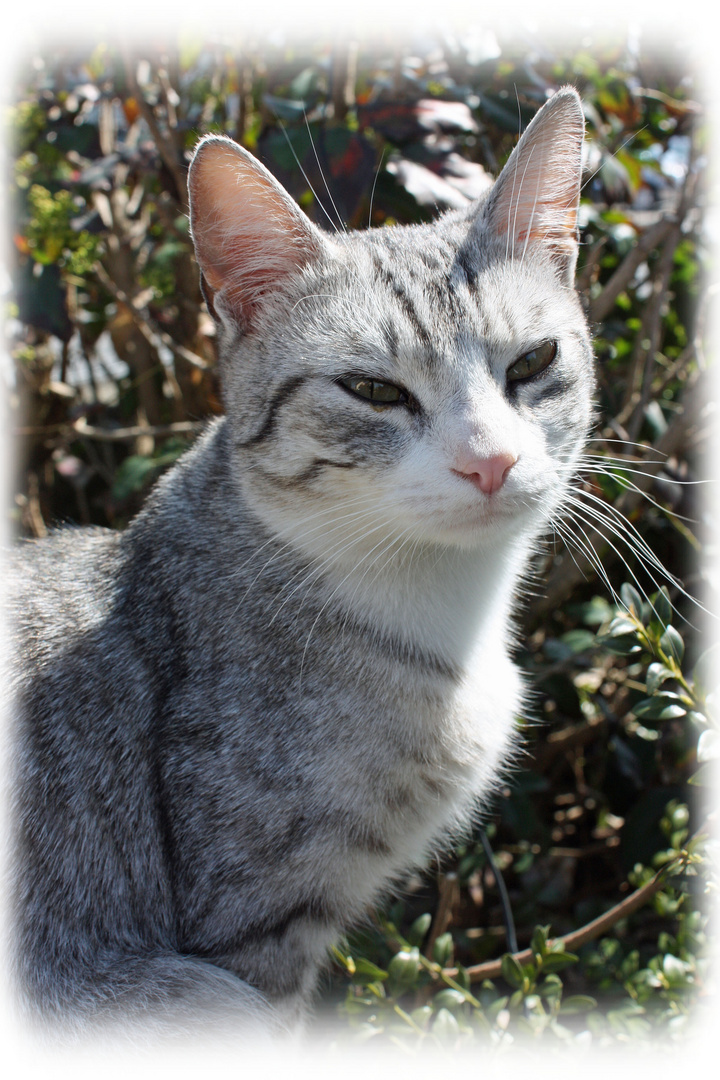 ...und heute bin ich ein strammer Kater....