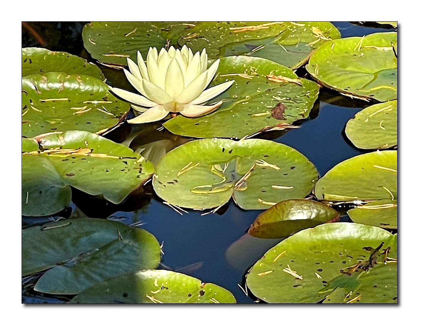 und heute eine weiße seerose ...