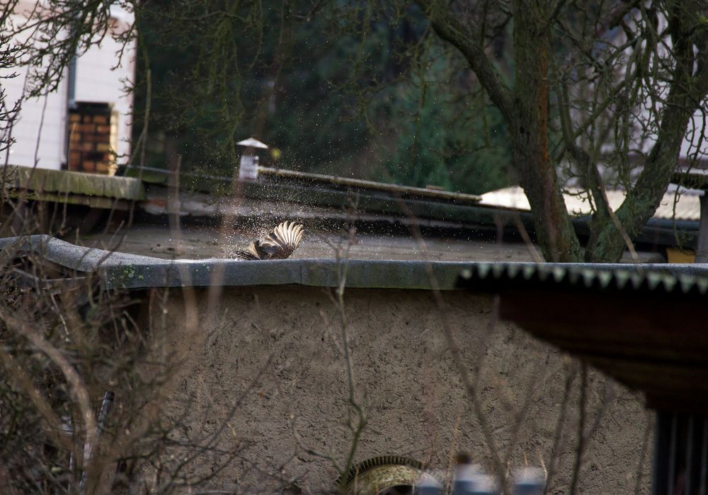 …und hier beim baden