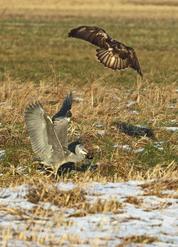 Und hier das Angriffs - Bild auf den Graureiher vom Bussard wegen der Ratte