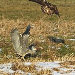 Und hier das Angriffs - Bild auf den Graureiher vom Bussard wegen der Ratte