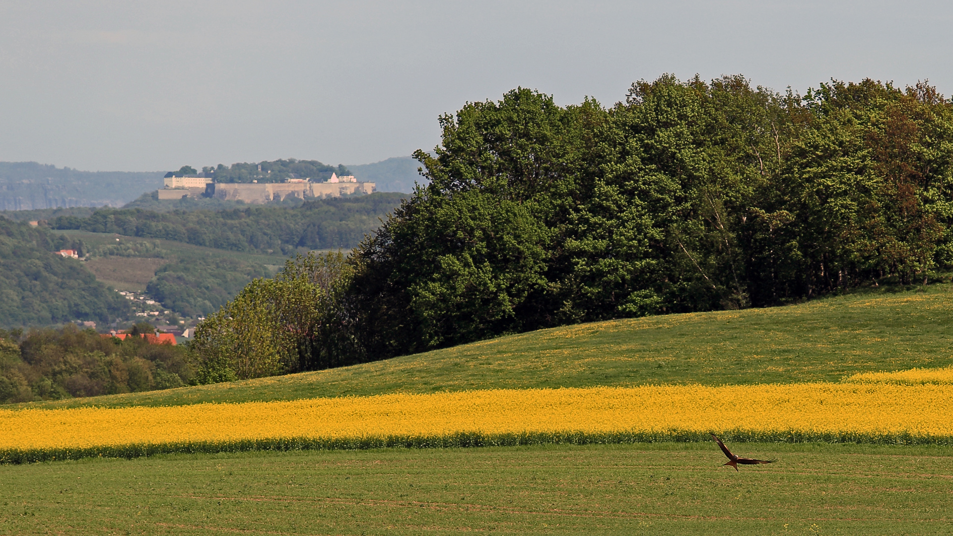 und hier das Dritte Bild mit der Festung Königstein in der Ferne...