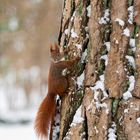 ...und hier das Hörnchen...