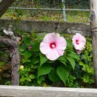 und hier der ganze Strauch mit den grossen Hibiscus-Blüten