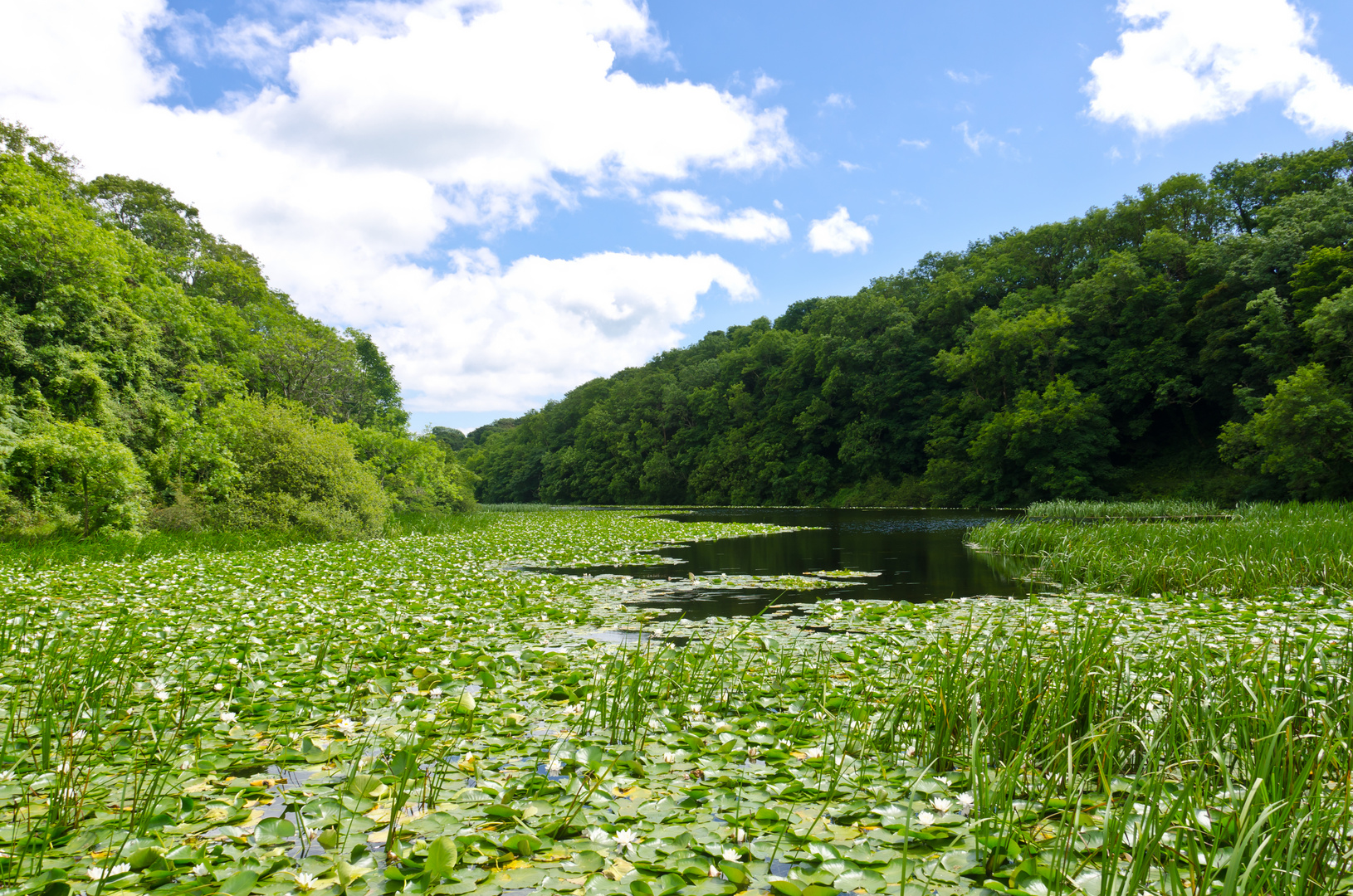 Und hier die Lily Ponds bei Bosherston