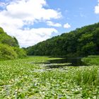 Und hier die Lily Ponds bei Bosherston