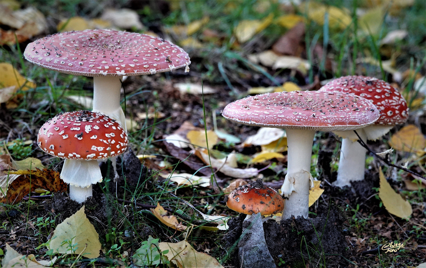 Und hier Familie Fliegenpilz