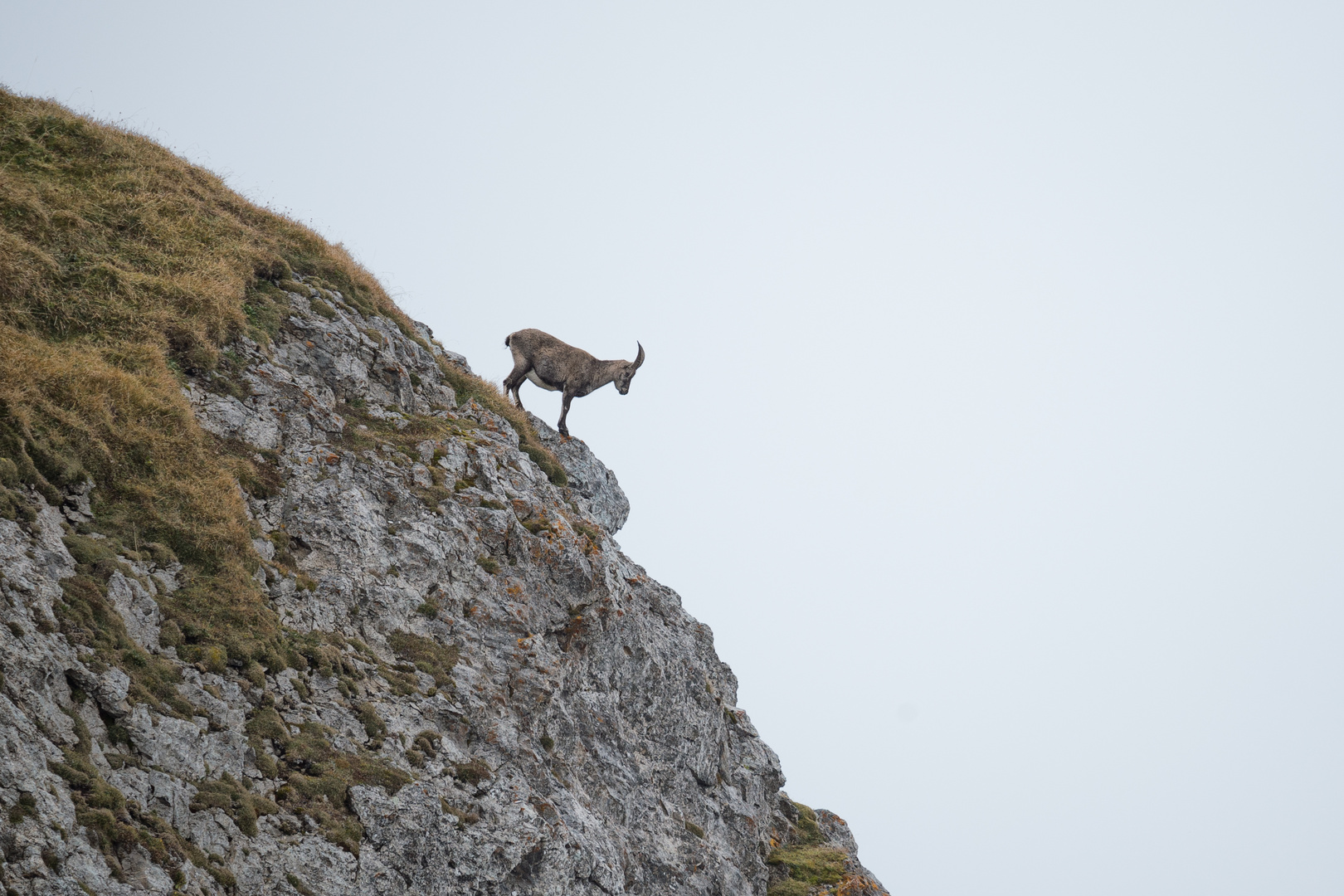 Und hier geht der Steinbock runter