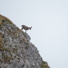 Und hier geht der Steinbock runter