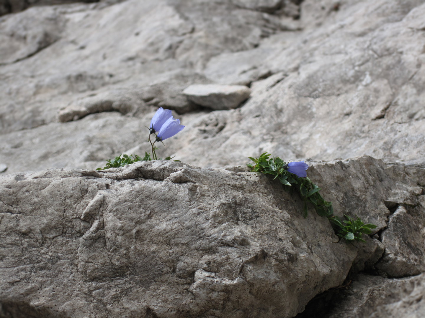 ....und hier gibt es doch Blumen.....