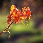 Und hier kommt ihr Herbstblatt ...