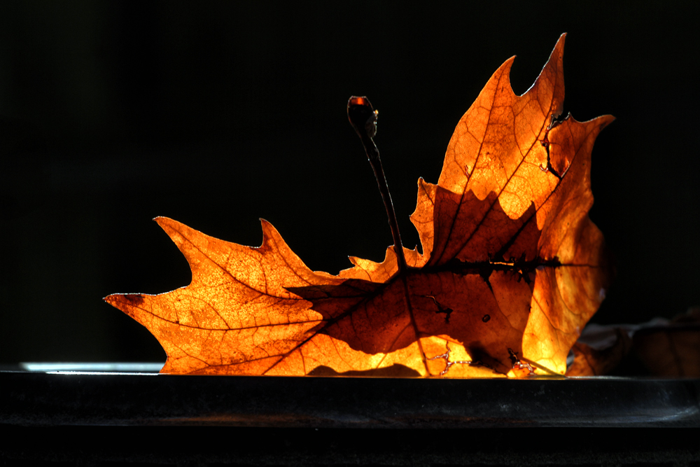 Und hier kommt ihr Herbstblatt