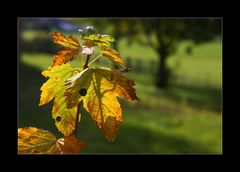 und hier kommt ihr Herbstblatt